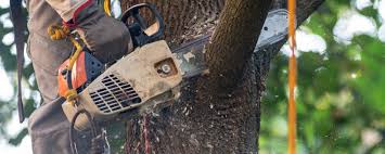 Best Arborist Consultation Services  in Roaring Spring, PA