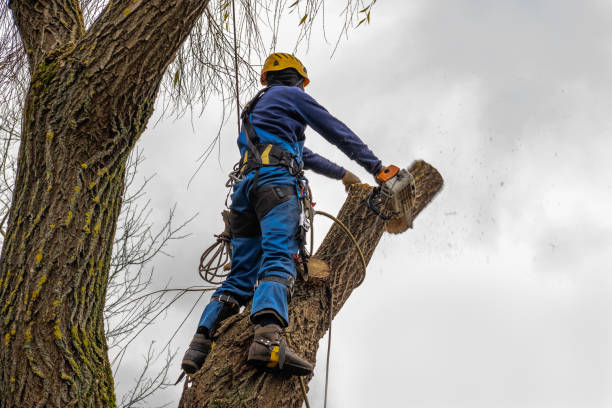 Best Firewood Processing and Delivery  in Roaring Spring, PA