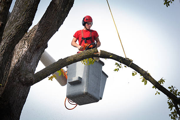  Roaring Spring, PA Tree Services Pros