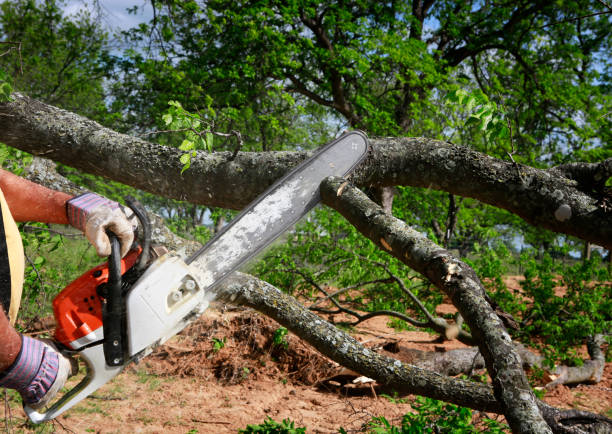 Best Tree Disease Treatment  in Roaring Spring, PA